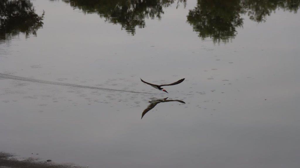 A bird flying over water

Description automatically generated