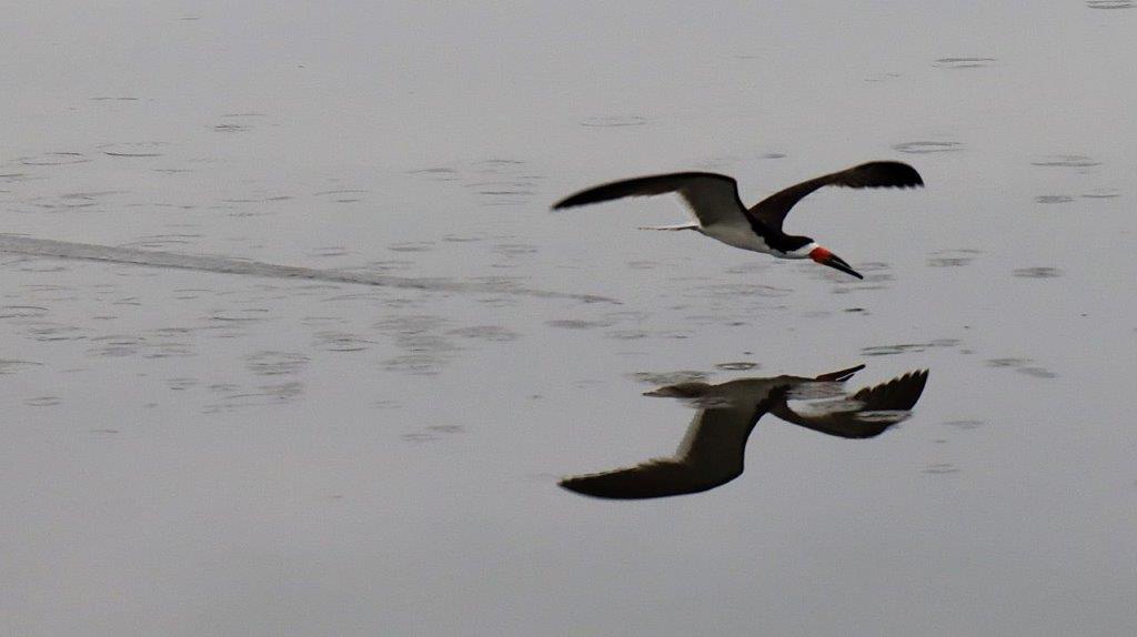 A bird flying over water

Description automatically generated