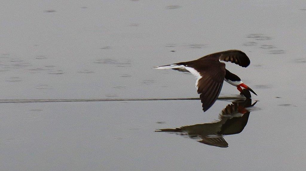 A bird flying over water

Description automatically generated