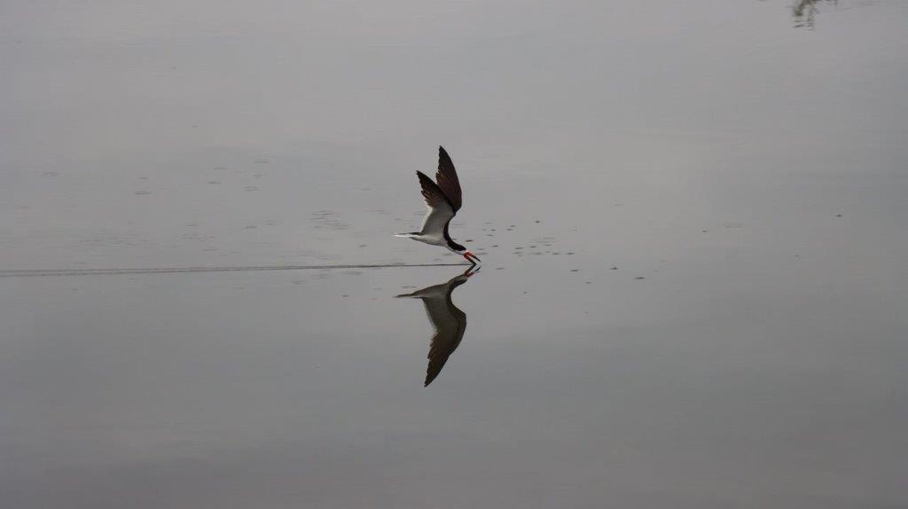 A bird flying over water

Description automatically generated