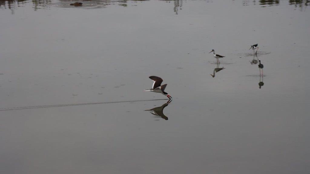 A bird flying over water

Description automatically generated