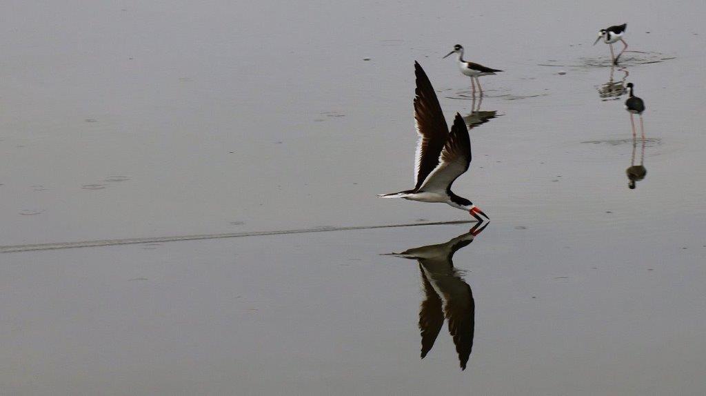 A bird flying over water

Description automatically generated