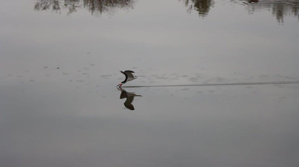 A bird flying over water

Description automatically generated