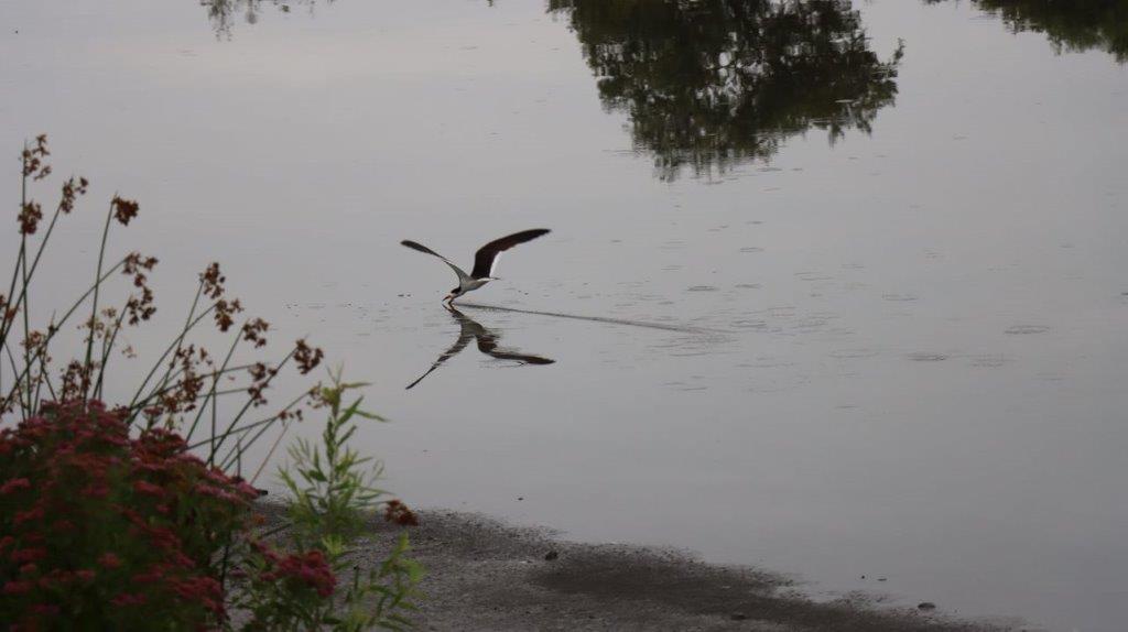 A bird flying over water

Description automatically generated