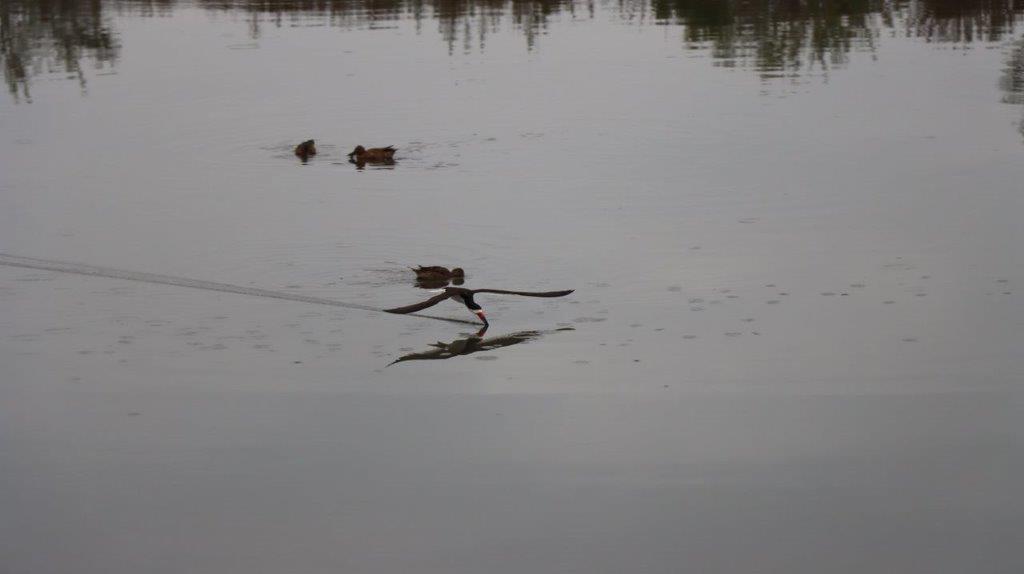 A bird on a rope in a lake

Description automatically generated