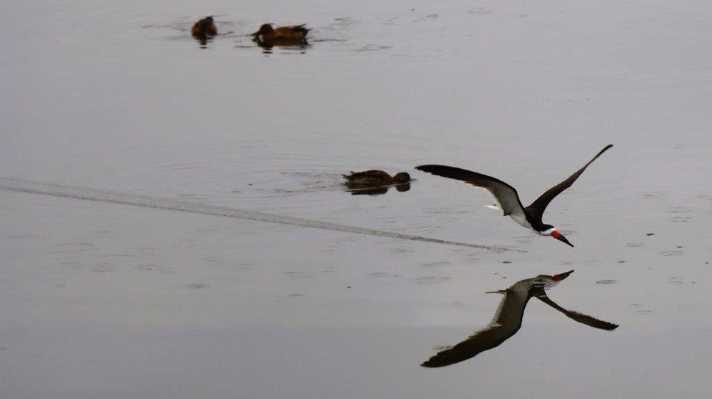 A bird flying over water

Description automatically generated