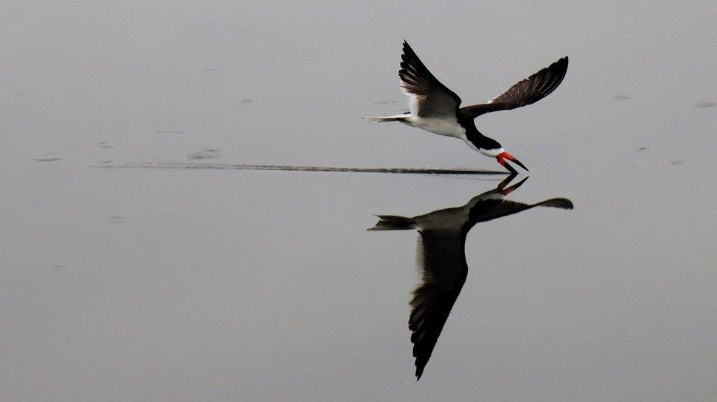 A bird flying over water

Description automatically generated