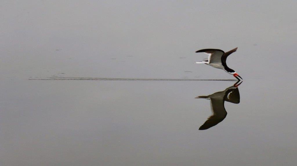 A bird flying over water

Description automatically generated