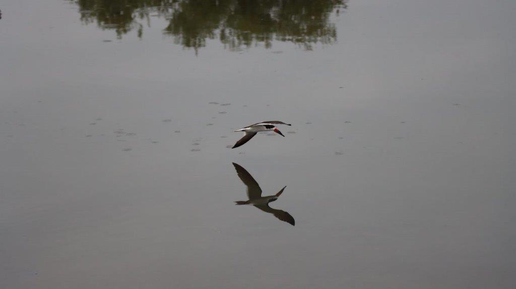 A bird flying over water

Description automatically generated