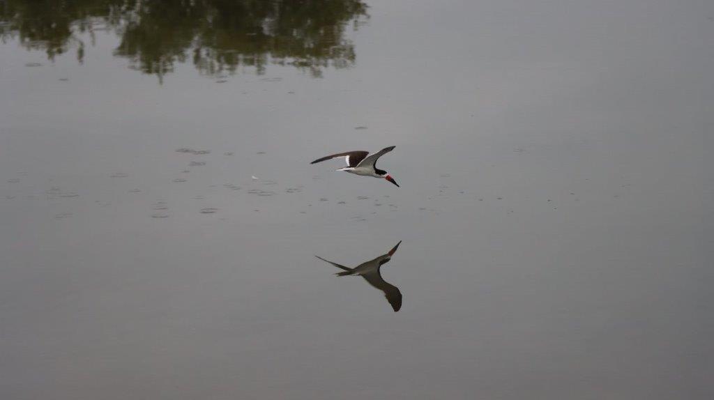 A bird flying over water

Description automatically generated