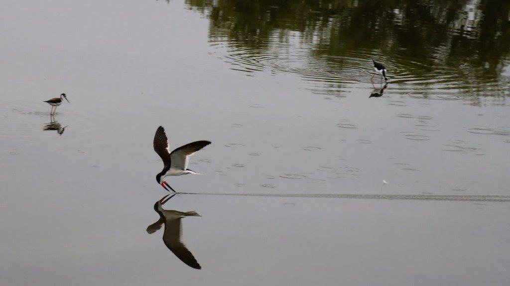 A bird in the water

Description automatically generated