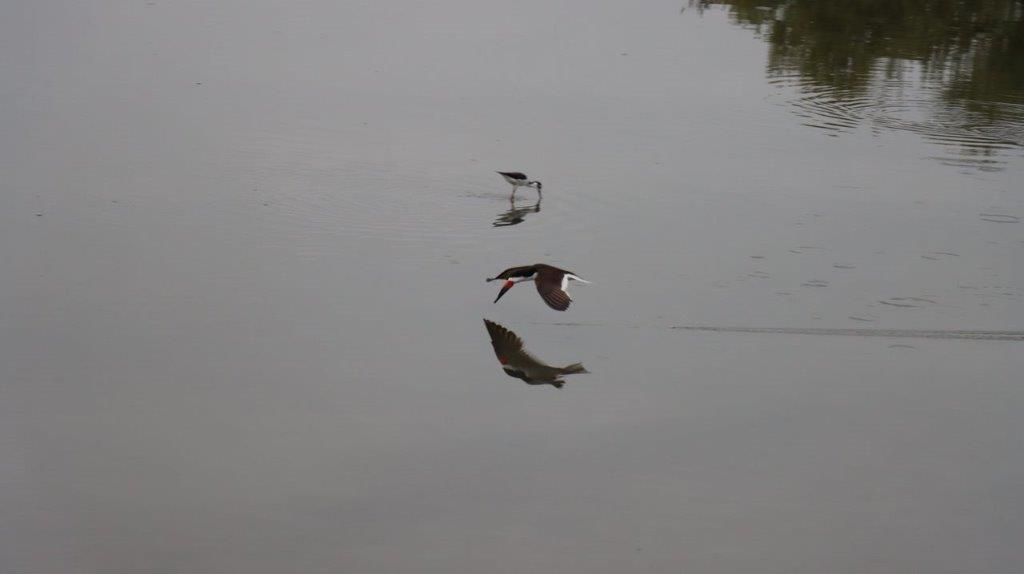 A bird flying over water

Description automatically generated