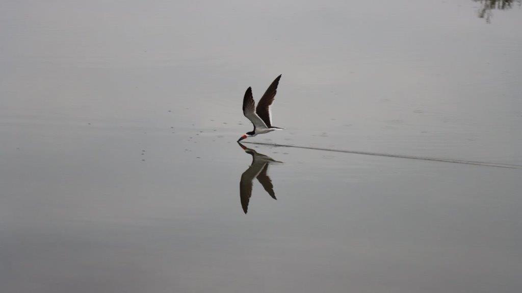 A bird flying over water

Description automatically generated