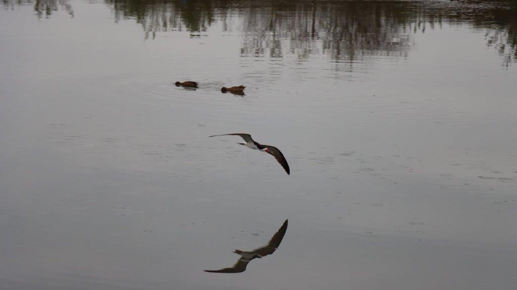 A bird flying over water

Description automatically generated