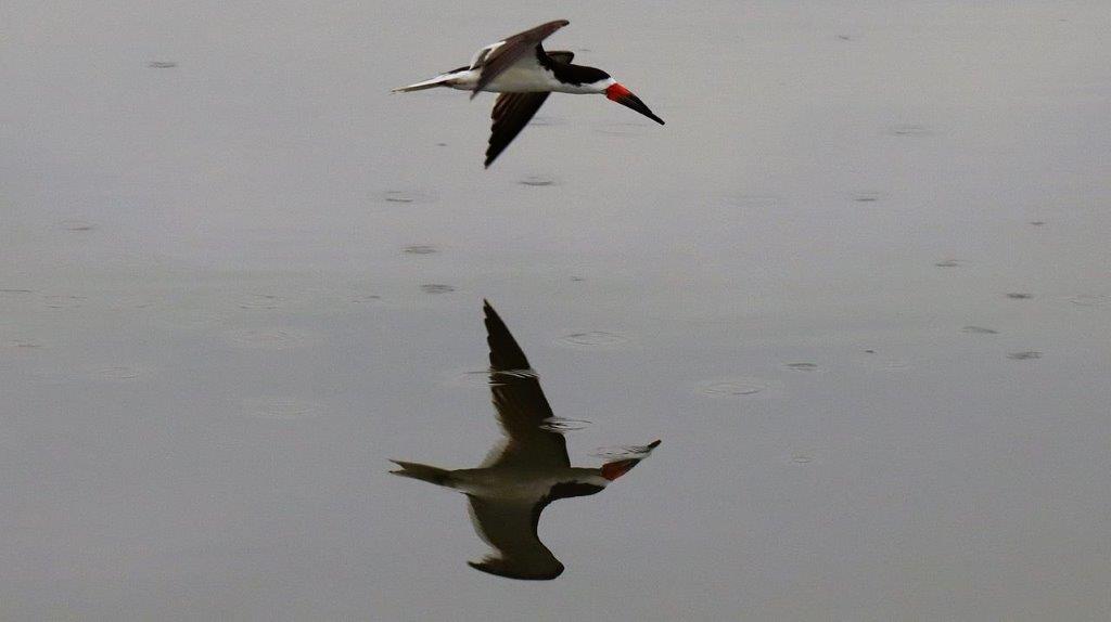 A bird flying over water

Description automatically generated