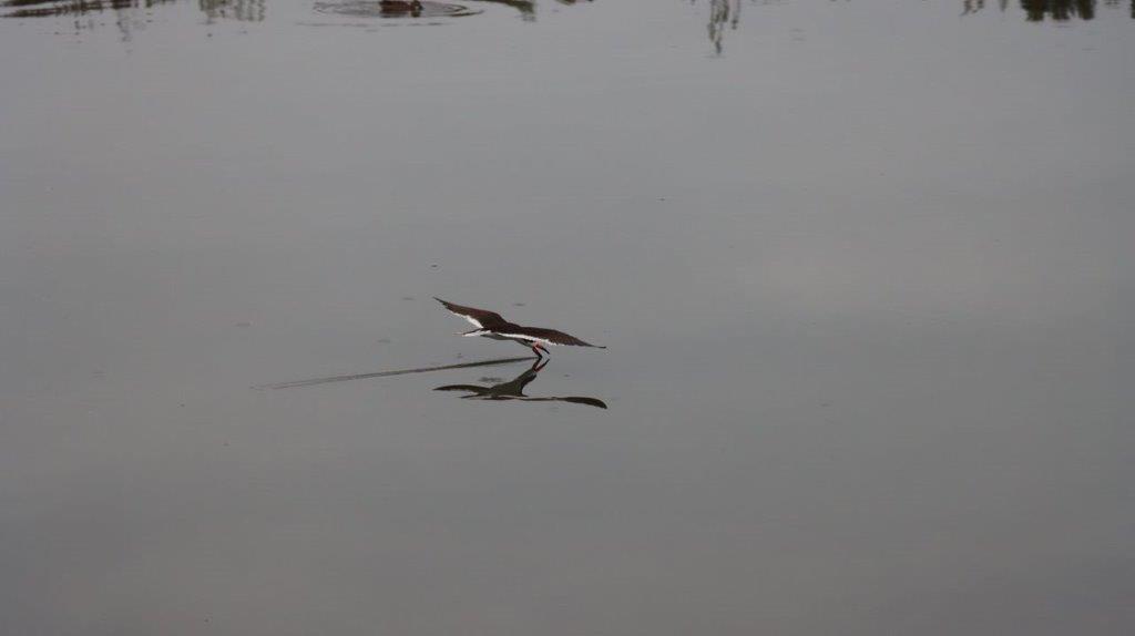 A bird flying over water

Description automatically generated