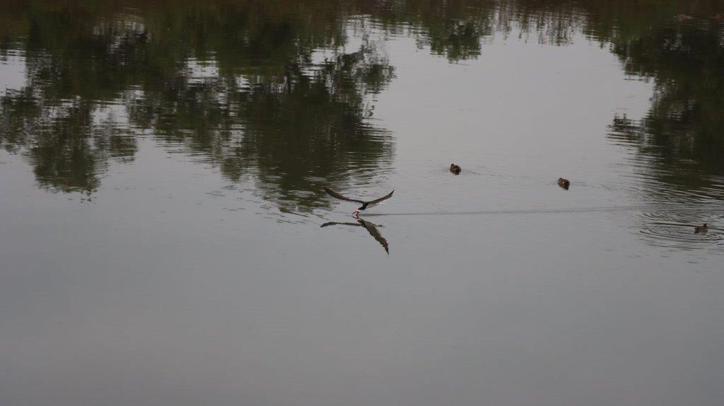 A bird flying in the water

Description automatically generated