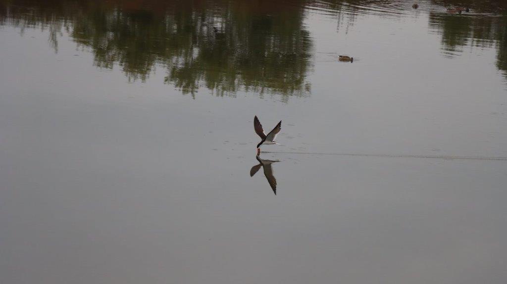 A bird flying in the water

Description automatically generated