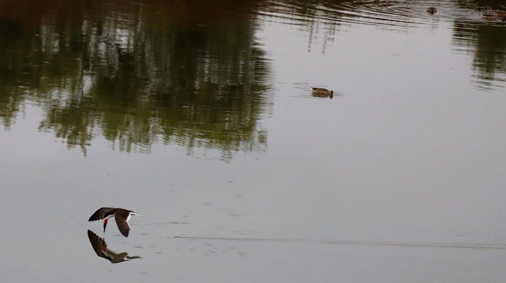 A duck in the water

Description automatically generated