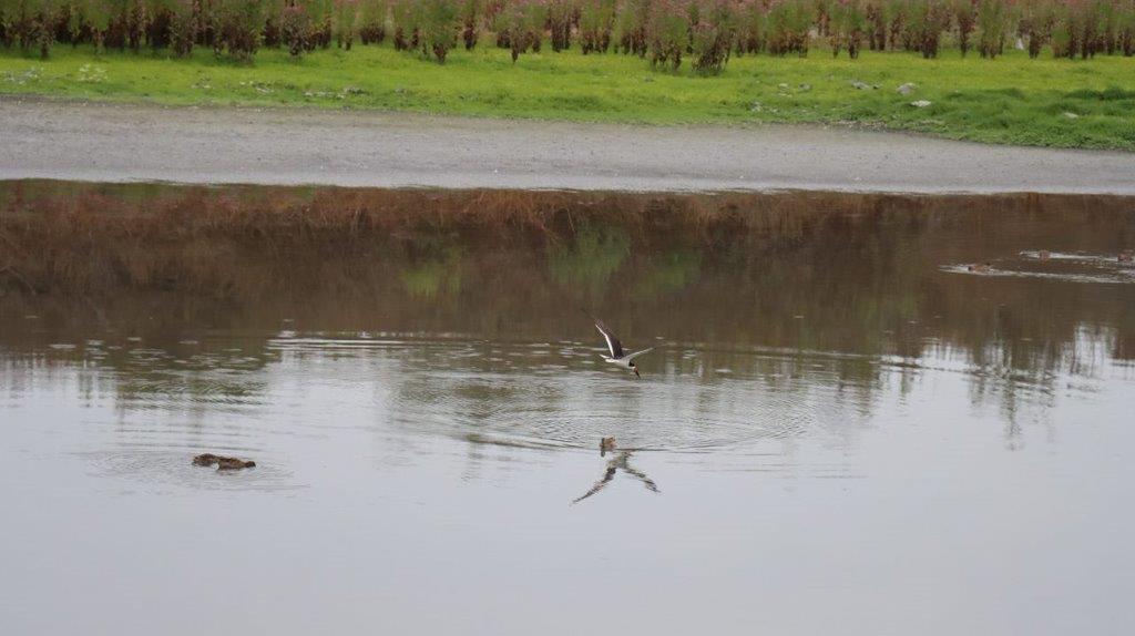 Birds flying in the water

Description automatically generated