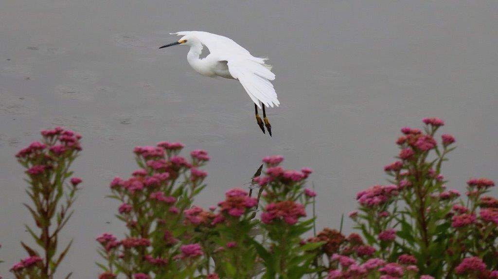 A bird flying over flowers

Description automatically generated