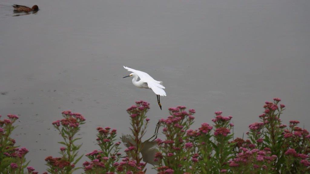 A bird flying over water

Description automatically generated