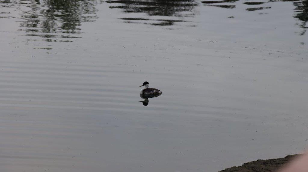 A duck swimming in a lake

Description automatically generated