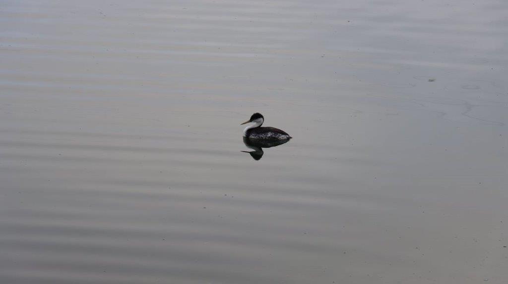 A duck swimming in water

Description automatically generated