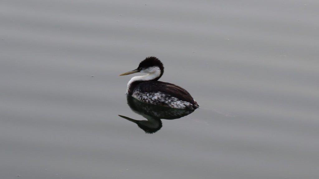 A duck swimming in water

Description automatically generated