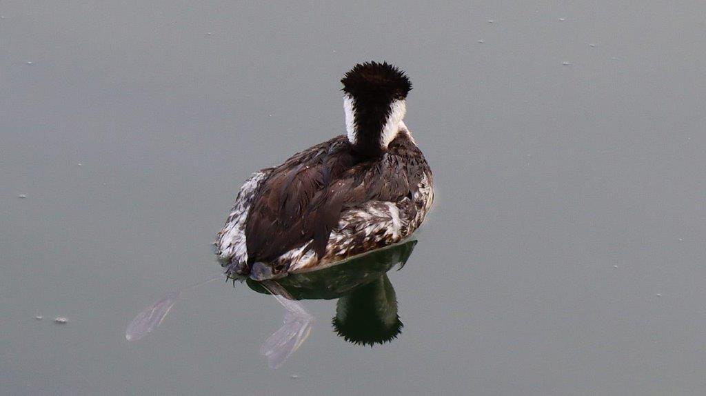 A duck swimming in water

Description automatically generated