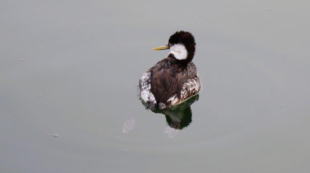 A duck swimming in water

Description automatically generated