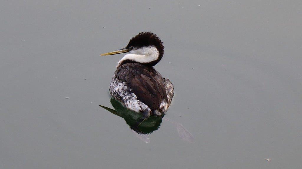 A bird swimming in water

Description automatically generated