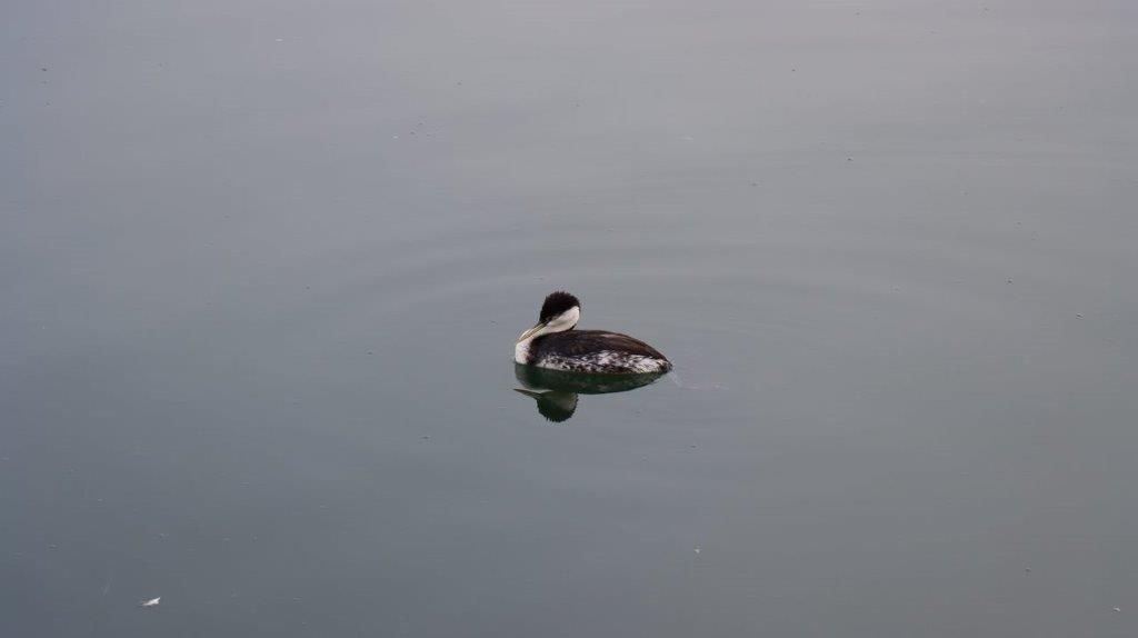 A duck swimming in water

Description automatically generated