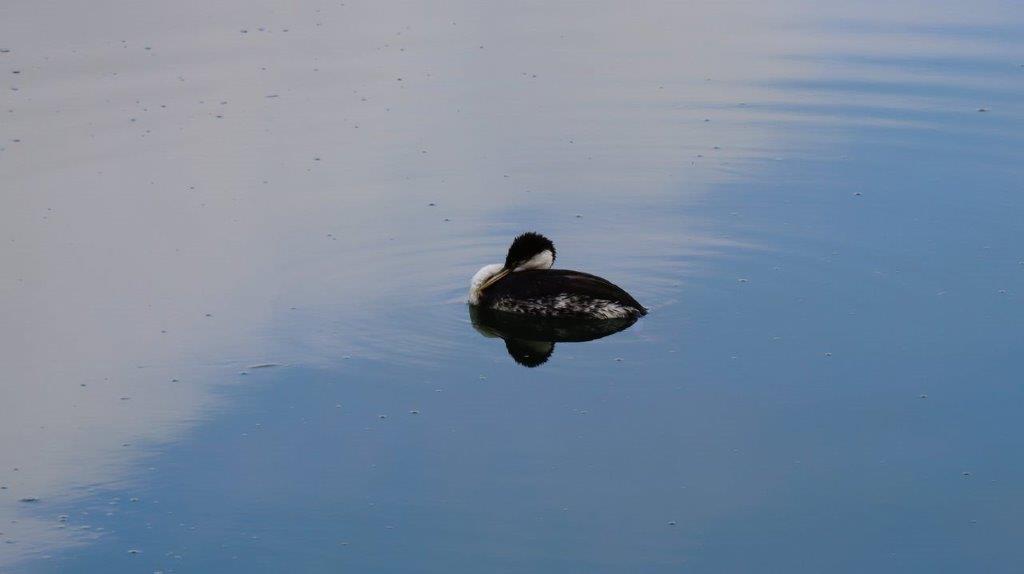 A duck swimming in the water

Description automatically generated