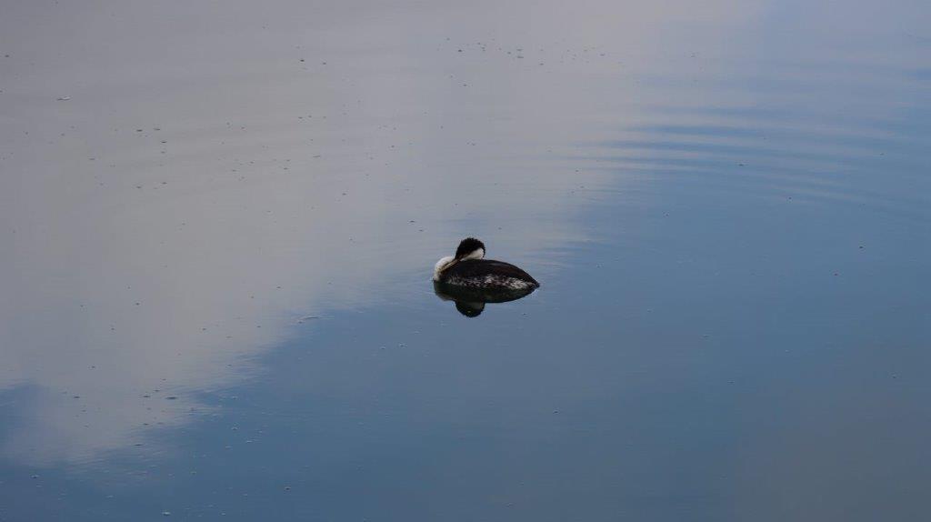 A duck swimming in water

Description automatically generated