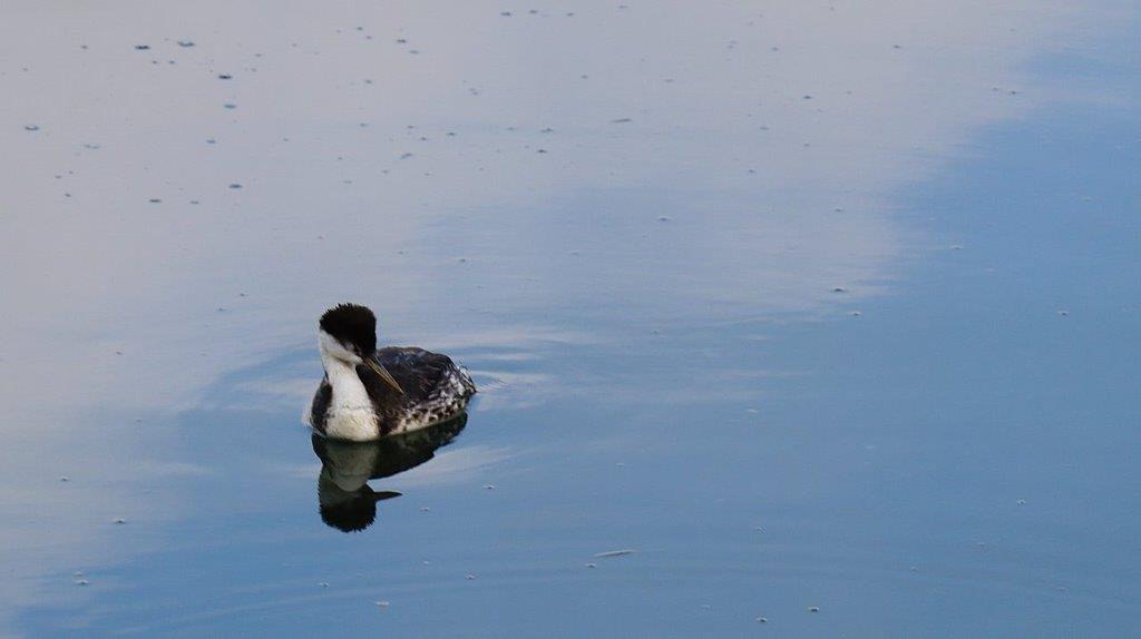 A bird swimming in water

Description automatically generated