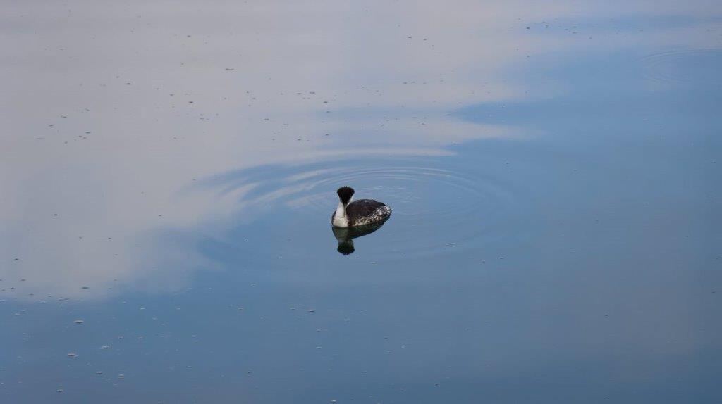 A duck swimming in water

Description automatically generated