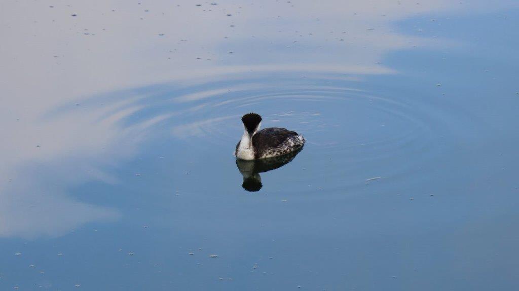 A duck swimming in water

Description automatically generated