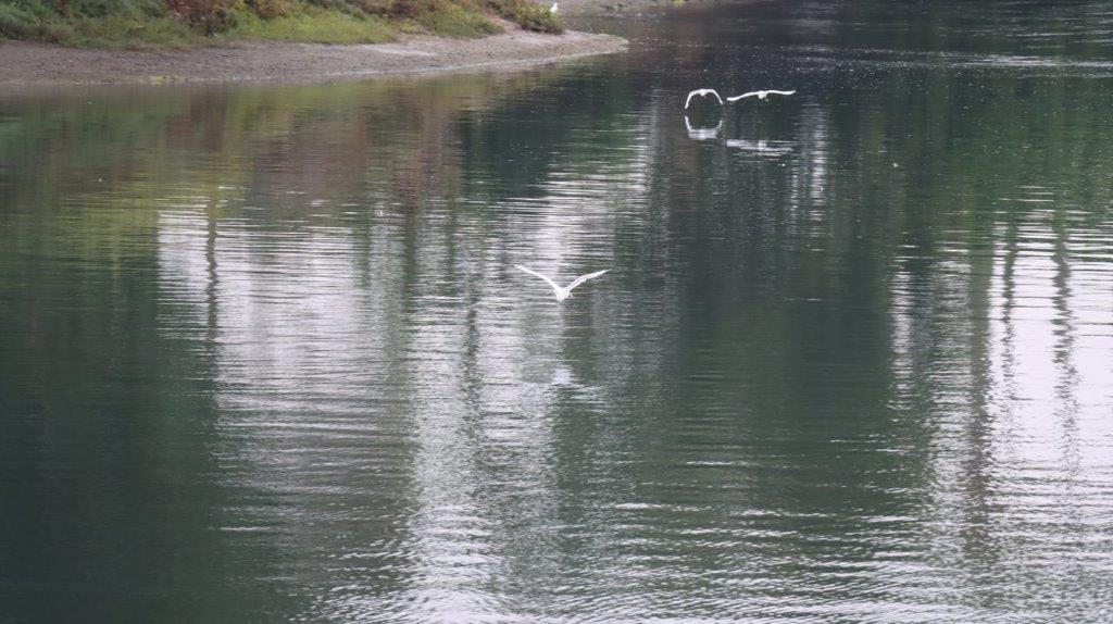 Birds flying over a lake

Description automatically generated