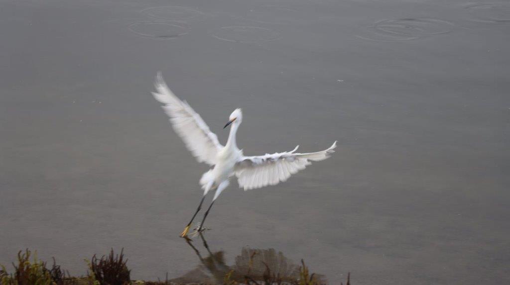 A white bird with wings spread

Description automatically generated