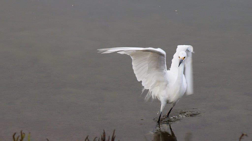 A white bird with wings spread

Description automatically generated