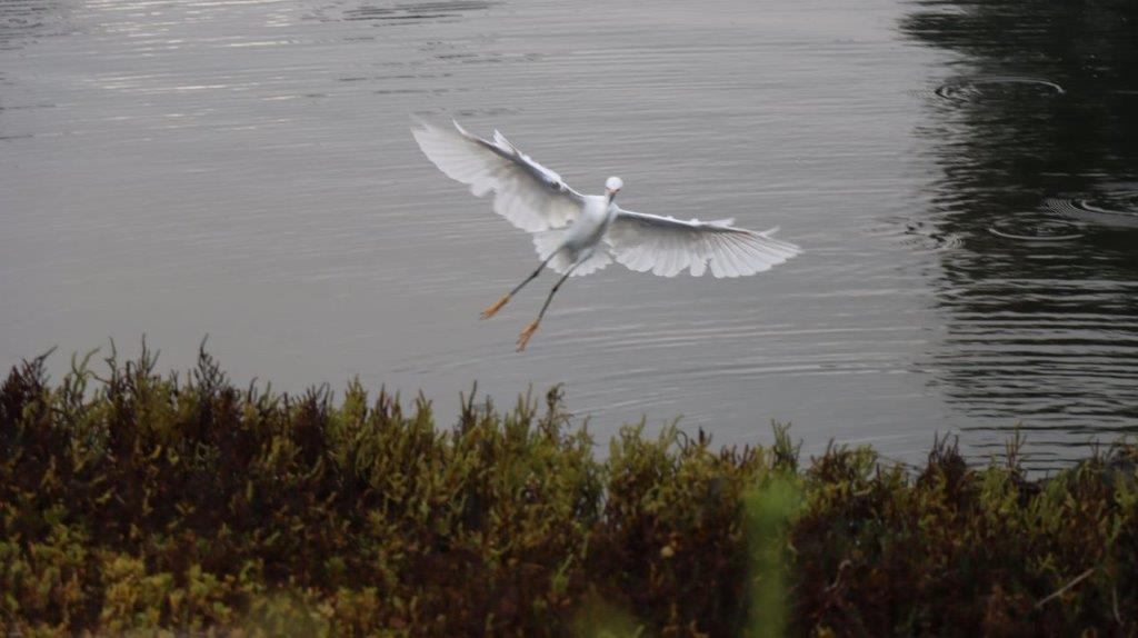 A bird flying over water

Description automatically generated