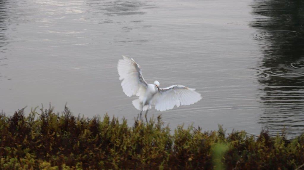 A bird flying over water

Description automatically generated