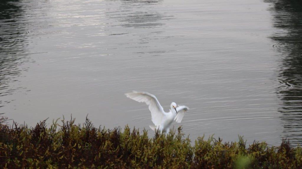 A bird flying in the water

Description automatically generated