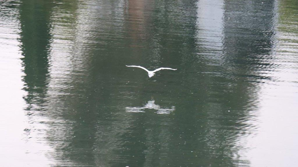 A bird flying over water

Description automatically generated