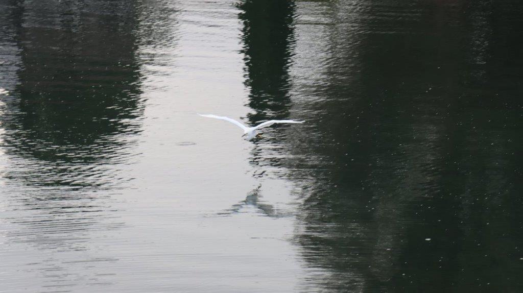 A bird flying over water

Description automatically generated