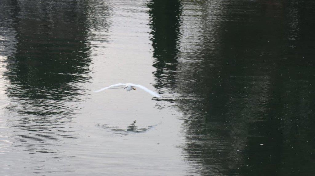 A bird flying over water

Description automatically generated