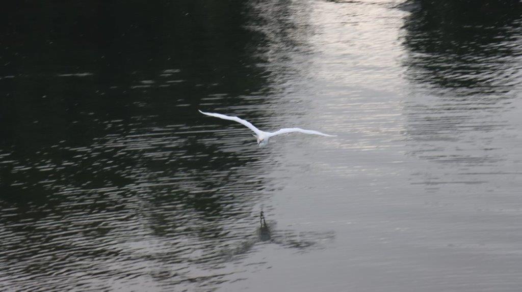 A bird flying over water

Description automatically generated