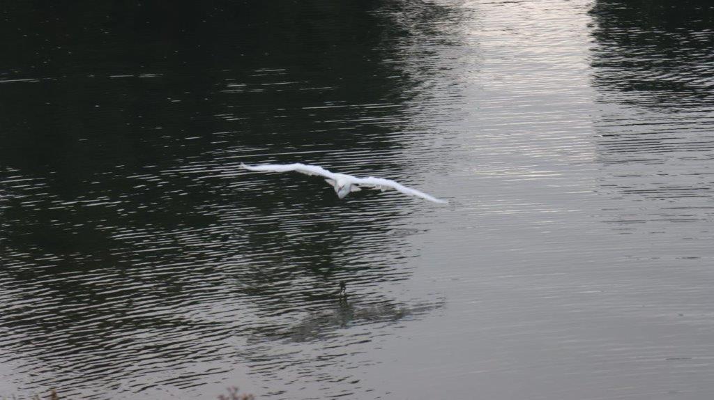 A bird flying over water

Description automatically generated