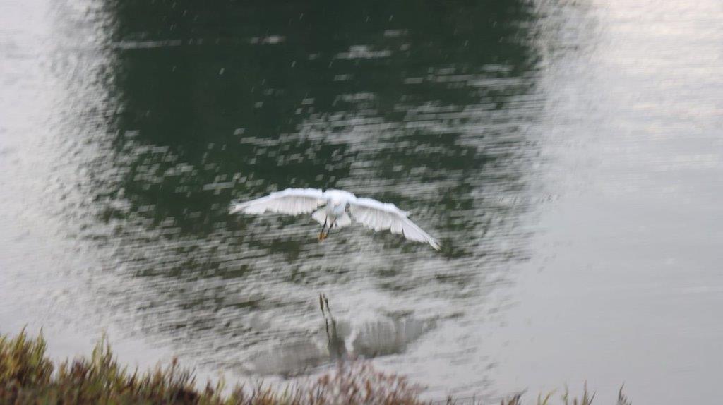 A bird flying over water

Description automatically generated